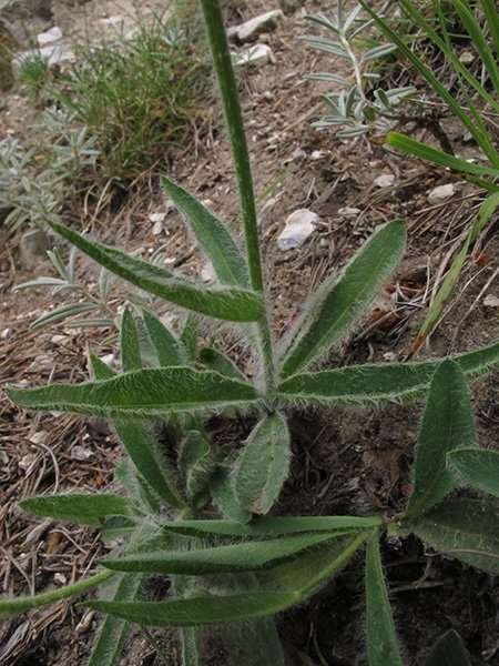 <i>Hieracium burnatii</i> Arv.-Touv. subsp. <i>burnatii</i>