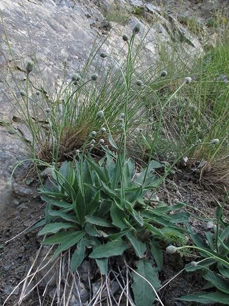 <i>Hieracium burnatii</i> Arv.-Touv. subsp. <i>tomentellum</i> (Nägeli & Peter) Zahn