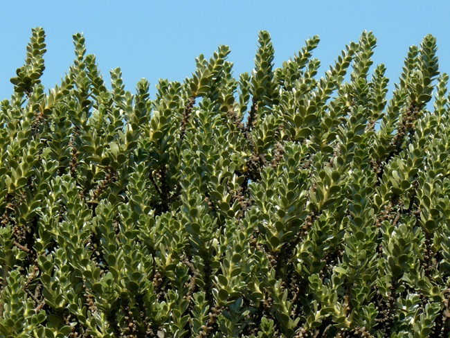 <i>Thymelaea tartonraira</i> (L.) All. subsp. <i>tartonraira</i>