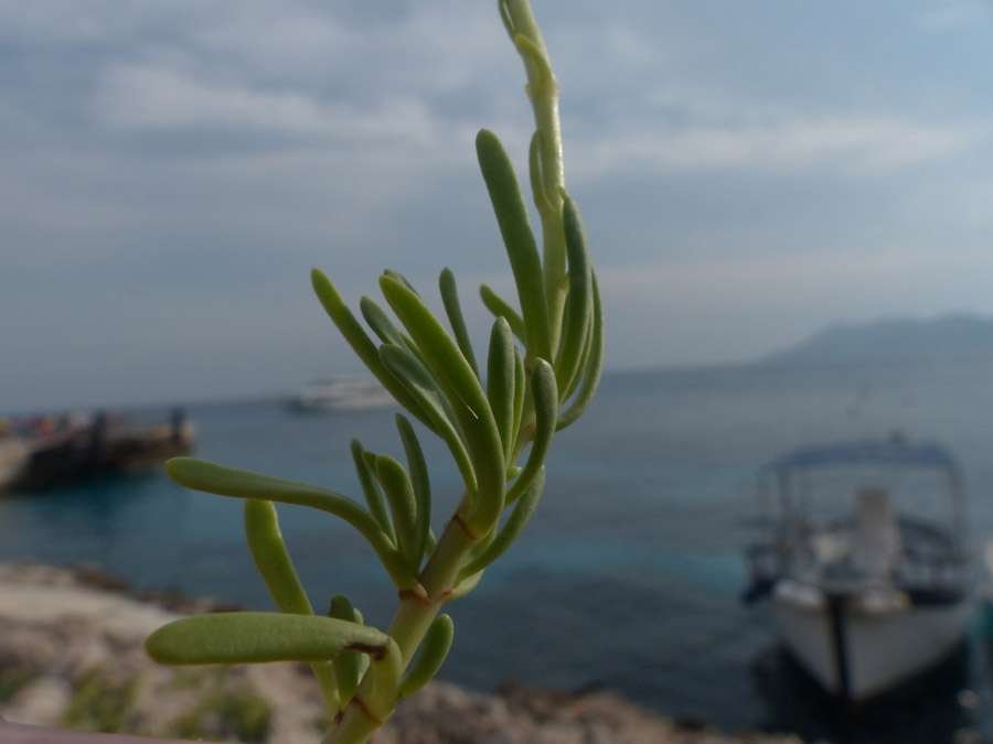 <i>Limbarda crithmoides</i> (L.) Dumort. subsp. <i>longifolia</i> (Arcang.) Greuter