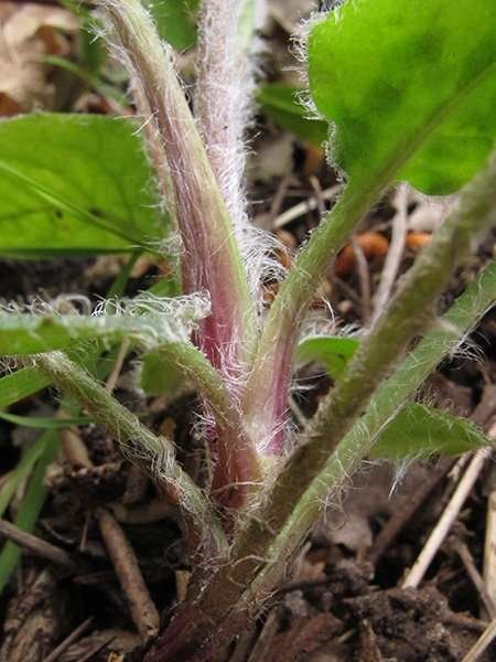 <i>Hieracium caesioides</i> Arv.-Touv. subsp. <i>bordigherae</i> (Zahn) Zahn