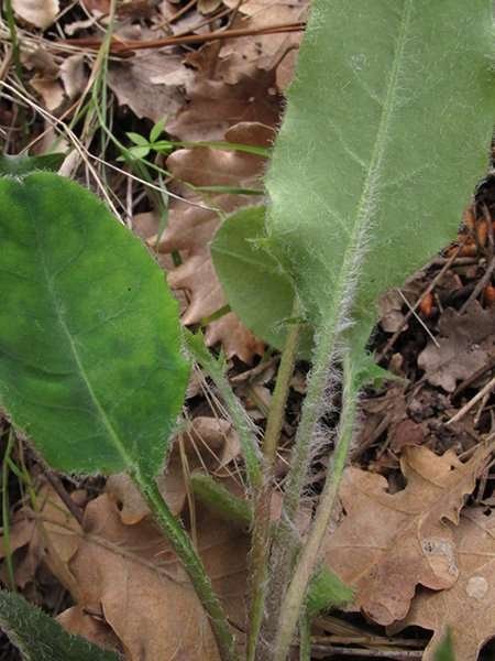<i>Hieracium caesioides</i> Arv.-Touv. subsp. <i>bordigherae</i> (Zahn) Zahn