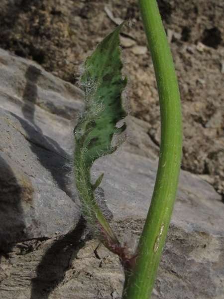 <i>Hieracium caesioides</i> Arv.-Touv. subsp. <i>rionii</i> (Gremli) Zahn