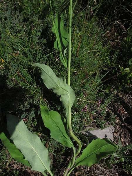 <i>Hieracium froelichianum</i> H.Buek