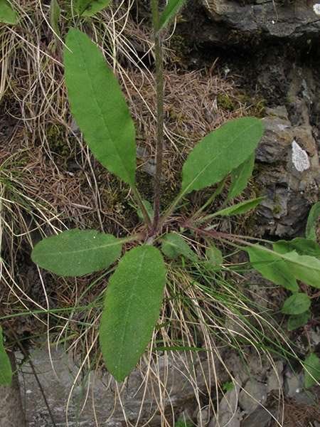 <i>Hieracium froelichianum</i> H.Buek subsp. <i>subvulsum</i> (Zahn) Gottschl. & Greuter