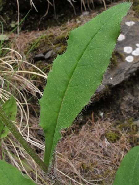 <i>Hieracium froelichianum</i> H.Buek subsp. <i>subvulsum</i> (Zahn) Gottschl. & Greuter
