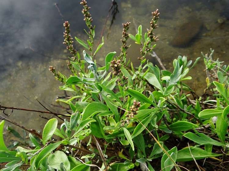 <i>Artemisia caerulescens</i> L. subsp. <i>caerulescens</i>