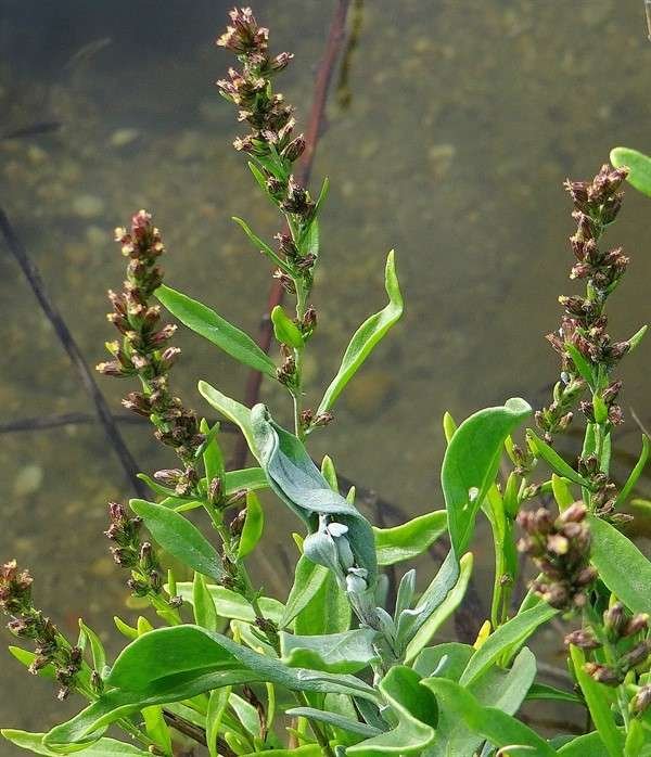 <i>Artemisia caerulescens</i> L. subsp. <i>caerulescens</i>