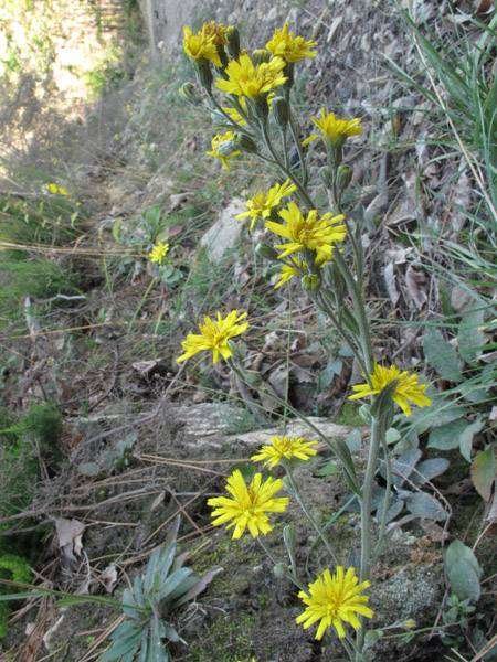 <i>Hieracium racemosum</i> Waldst. & Kit. ex Willd. subsp. <i>virgaurea</i> (Coss.) Zahn