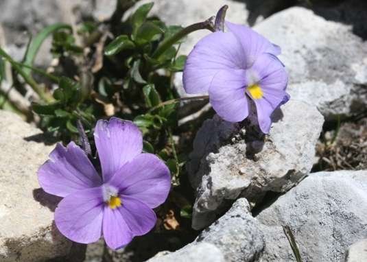 <i>Viola magellensis</i> Porta & Rigo ex Strobl