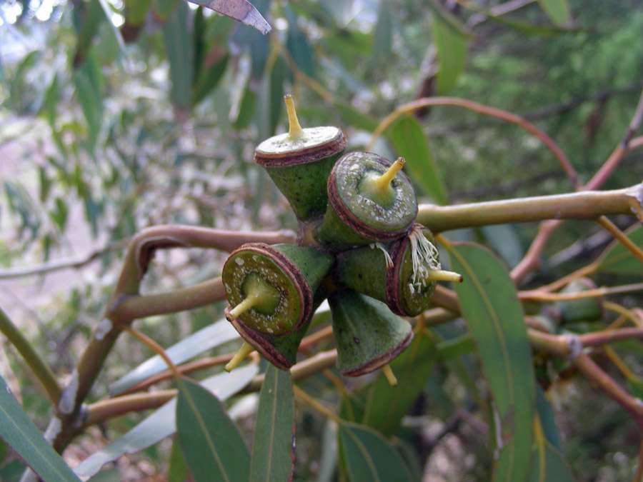 <i>Eucalyptus gomphocephala</i> DC.