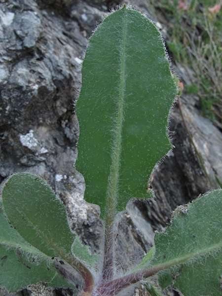 <i>Hieracium pictum</i> Pers.