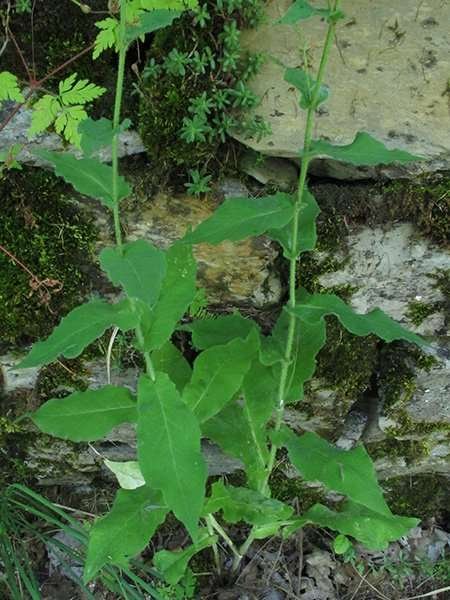 <i>Hieracium prenanthoides</i> Vill. subsp. <i>perfoliatum</i> (Froel.) Fr.