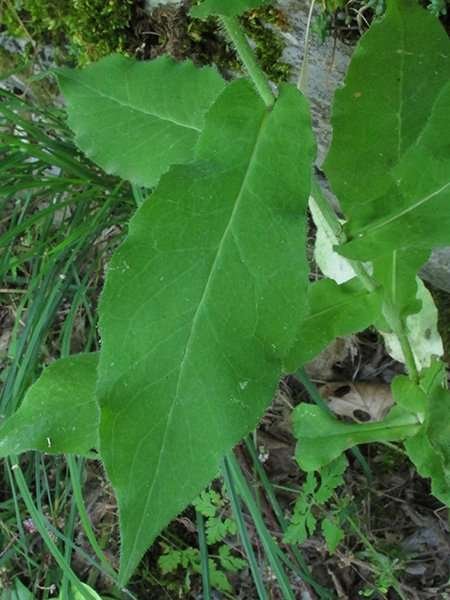 <i>Hieracium prenanthoides</i> Vill. subsp. <i>perfoliatum</i> (Froel.) Fr.