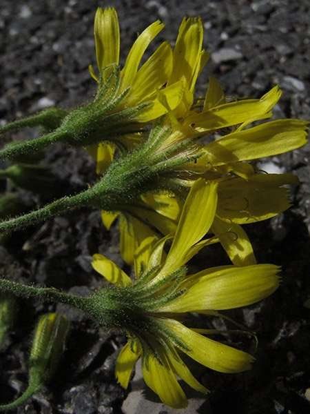 <i>Hieracium prenanthoides</i> Vill. subsp. <i>prenanthoides</i>