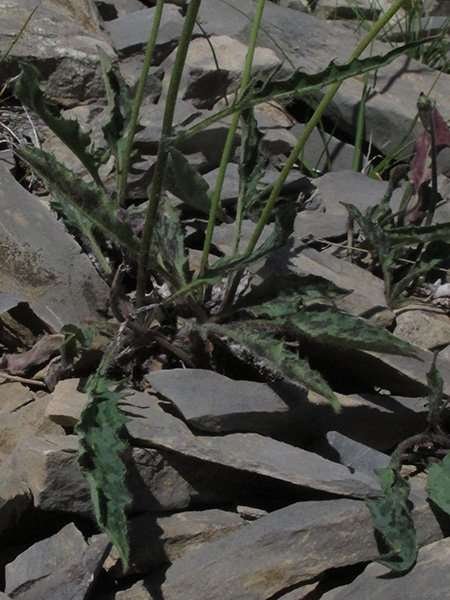 <i>Hieracium pseudorionii</i> (Zahn) Prain
