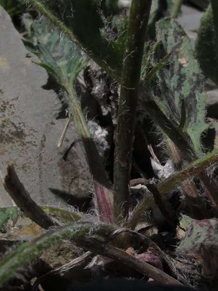 <i>Hieracium pseudorionii</i> (Zahn) Prain