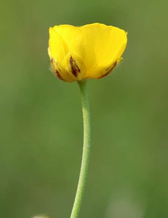 <i>Ranunculus acris</i> L. subsp. <i>acris</i>