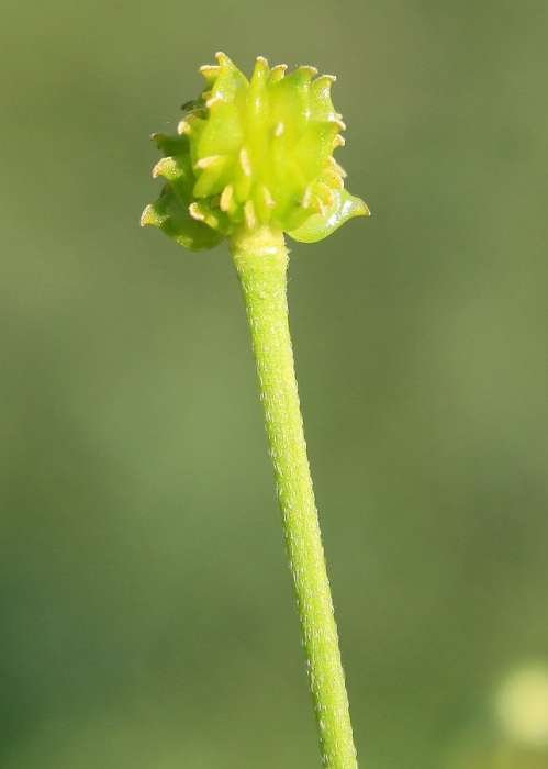 <i>Ranunculus acris</i> L. subsp. <i>acris</i>