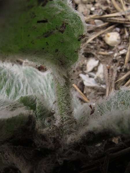 <i>Hieracium pteropogon</i> Arv.-Touv. subsp. <i>pogonites</i> (Nägeli & Peter) Zahn