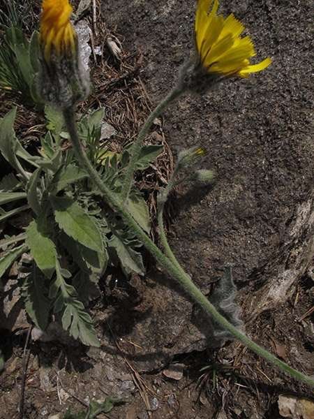 <i>Hieracium pteropogon</i> Arv.-Touv. subsp. <i>pteropogon</i>