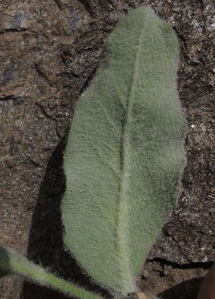 <i>Hieracium pteropogon</i> Arv.-Touv. subsp. <i>pteropogon</i>