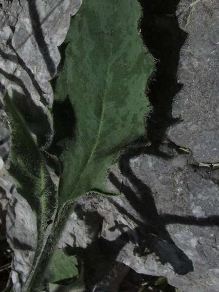 <i>Hieracium pulchellum</i> Gren. ex Griseb. subsp. <i>pulchellum</i>