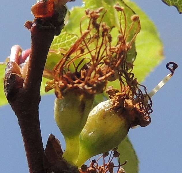 <i>Prunus cocomilia</i> Ten.