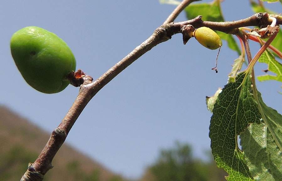 <i>Prunus cocomilia</i> Ten.