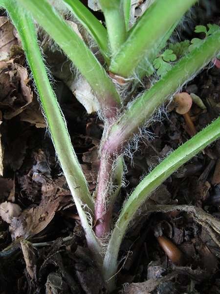 <i>Hieracium racemosum</i> Waldst. & Kit. ex Willd. subsp. <i>provinciale</i> (Jord.) Rouy