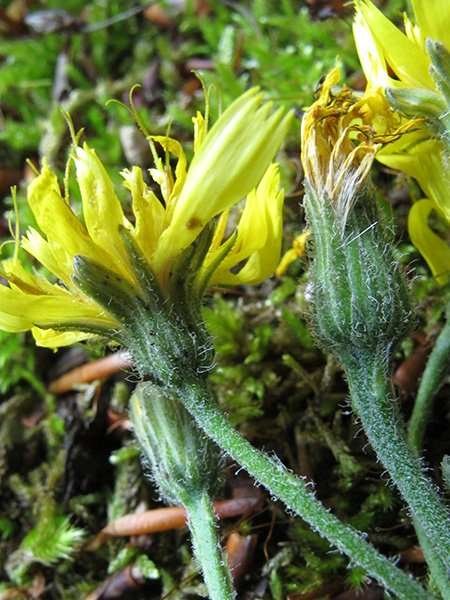 <i>Hieracium racemosum</i> Waldst. & Kit. ex Willd. subsp. <i>provinciale</i> (Jord.) Rouy