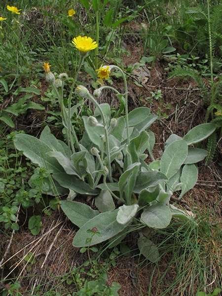 <i>Hieracium tomentosum</i> L. subsp. <i>phlomidifolium</i> (Arv.-Touv.) Nägeli & Peter