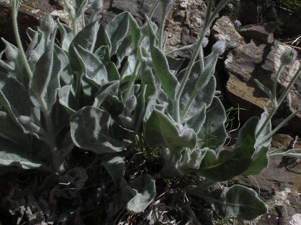 <i>Hieracium tomentosum</i> L. subsp. <i>tomentosum</i>