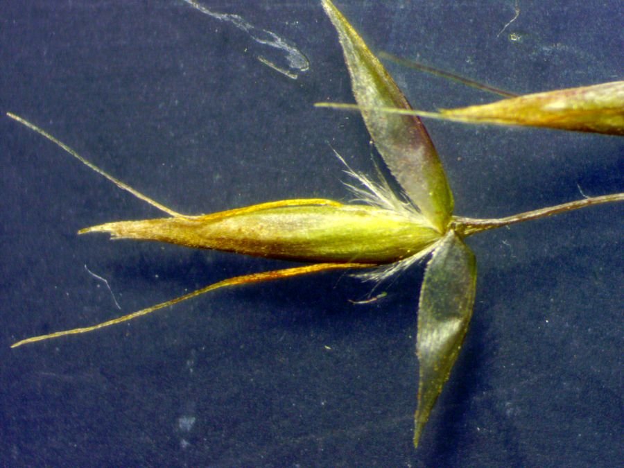<i>Avenella flexuosa</i> (L.) Drejer subsp. <i>flexuosa</i>