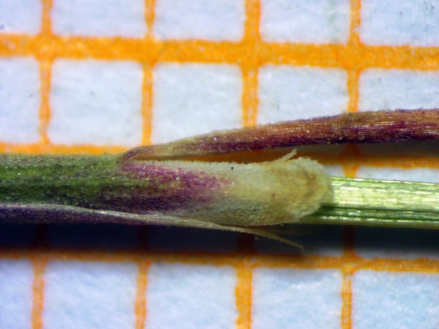 <i>Avenella flexuosa</i> (L.) Drejer subsp. <i>flexuosa</i>