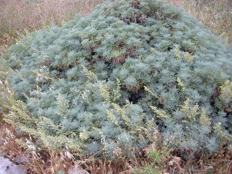 Artemisia-arborescens-(Vail.jpg