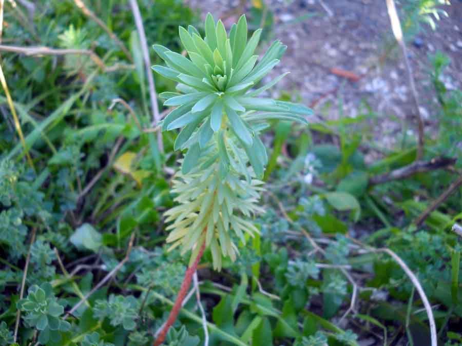Euphorbia-paralias-L..jpg
