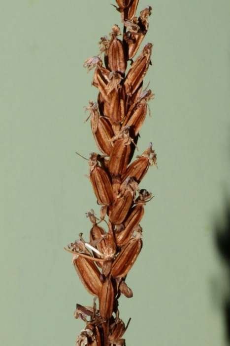 <i>Dactylorhiza maculata</i> (L.) Soó subsp. <i>fuchsii</i> (Druce) Hyl.