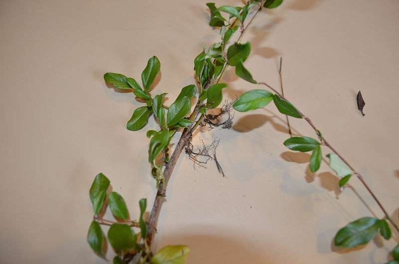 <i>Cotoneaster dammeri</i> C.K.Schneid. subsp. <i>dammeri</i>
