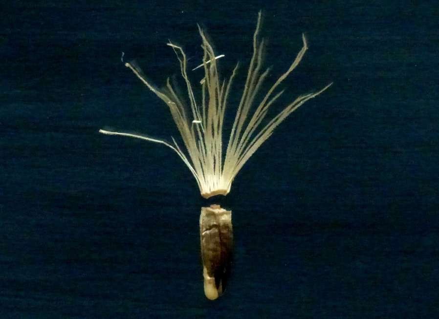 <i>Klasea nudicaulis</i> (L.) Fourr.