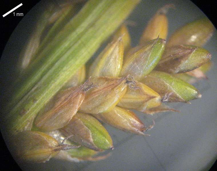<i>Carex pallescens</i> L.