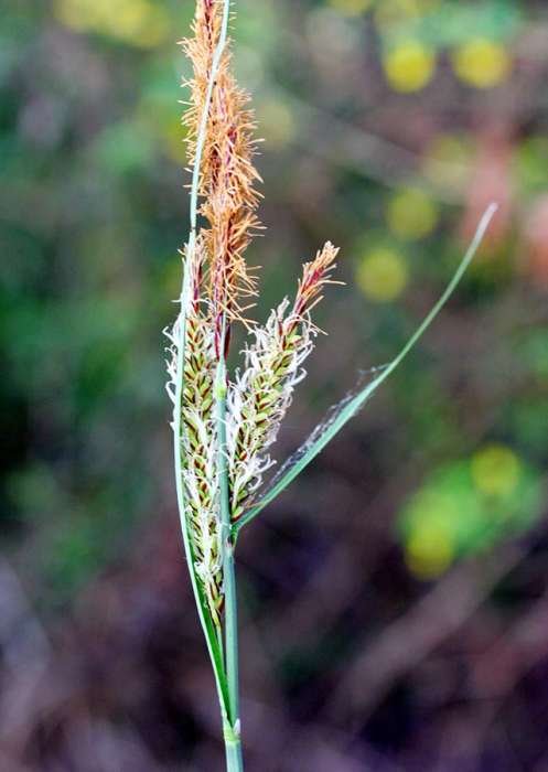 <i>Carex hispida</i> Willd. ex Schkuhr