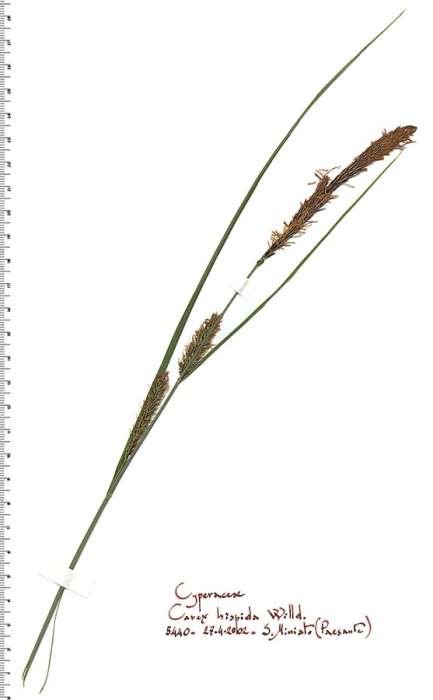 <i>Carex hispida</i> Willd. ex Schkuhr