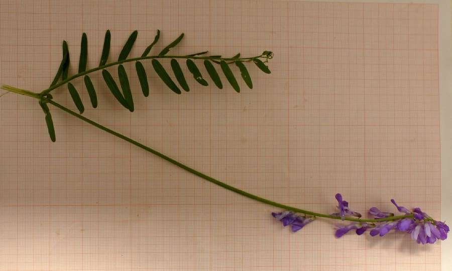 <i>Vicia tenuifolia</i> Roth