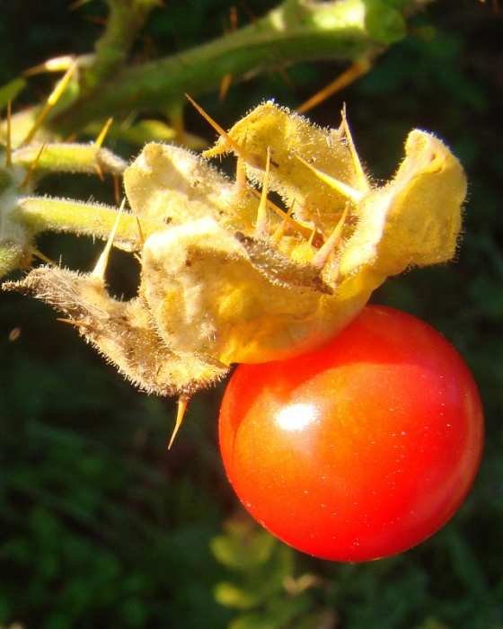 <i>Solanum sisymbriifolium</i> Lam.