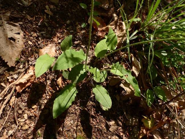 <i>Hieracium murorum</i> L. subsp. <i>cirritoides</i> (Zahn) Zahn