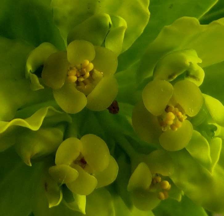 <i>Euphorbia papillaris</i> (Boiss.) Raffaelli & Ricceri