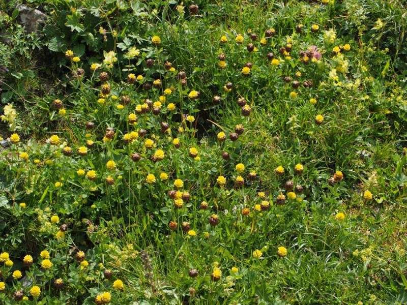 sentiero-dei-fiori-trifolium-badium-(1).jpg