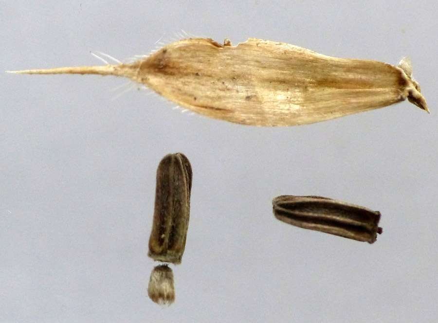 <i>Dipsacus laciniatus</i> L.