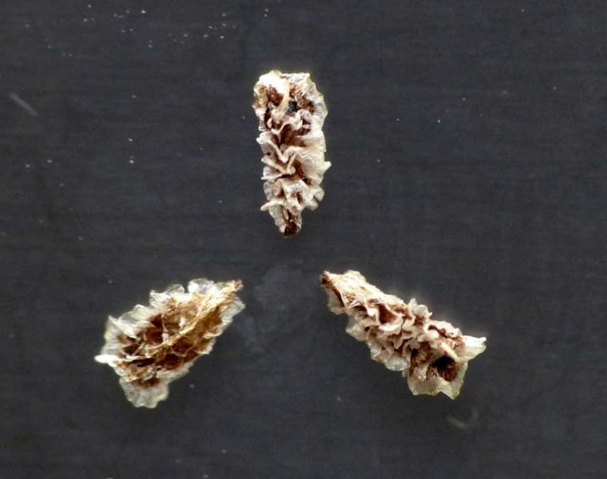 <i>Aconitum degenii</i> Gáyer subsp. <i>paniculatum</i> (Arcang.) Mucher